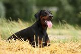DOBERMANN 1202